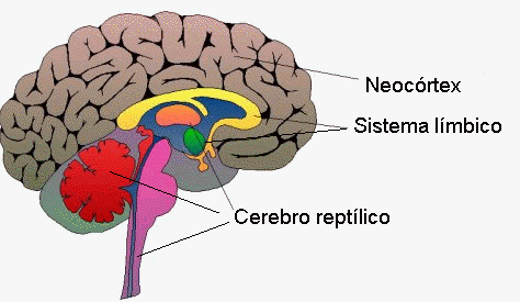 El postparto, mi segunda adolescencia 4 Cerebro