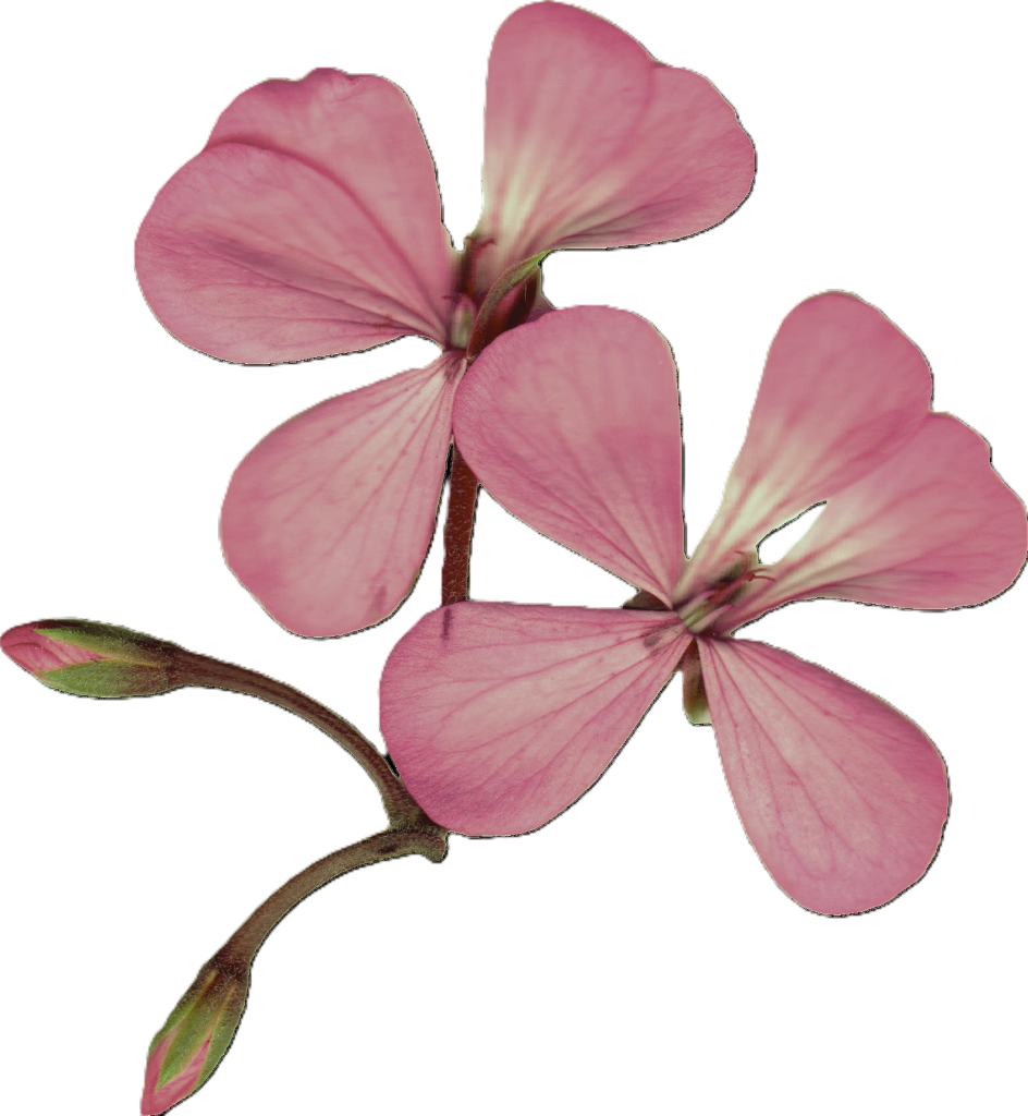 flor flor 1